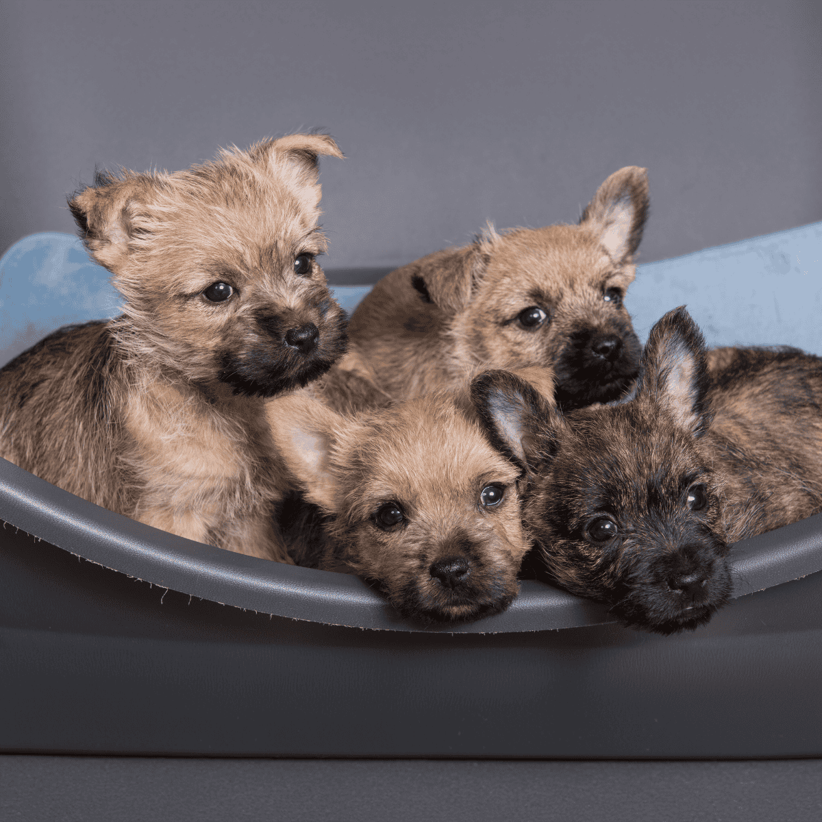 Cute puppies in a pet carrier, small dogs looking for loving homes at a dog rescue.