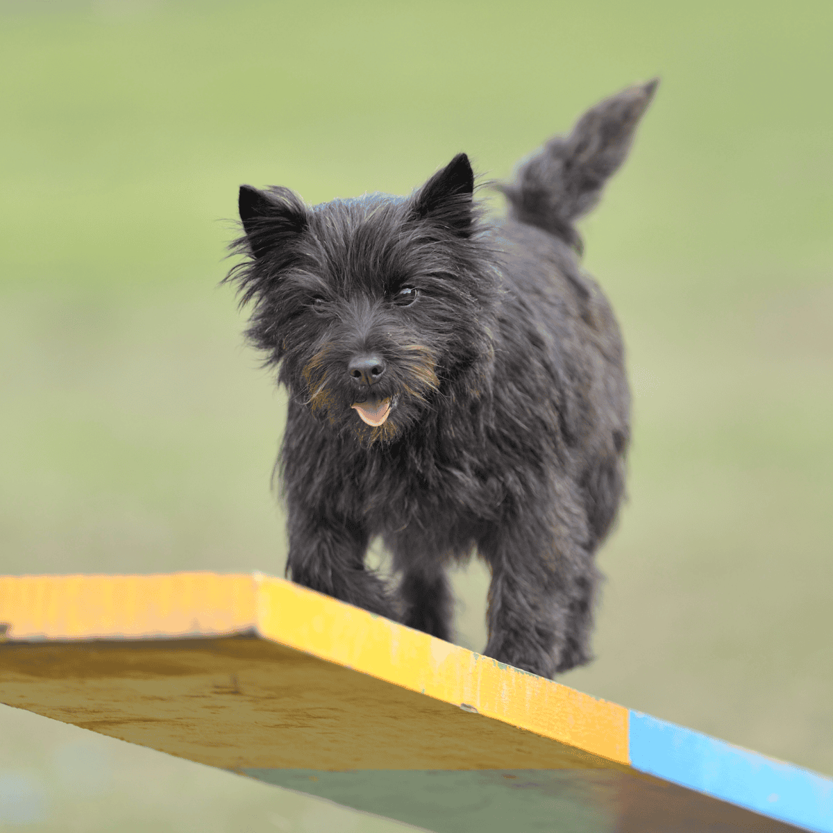 Cute black dog mid-jump during agility training, showcasing energy and obedience.
