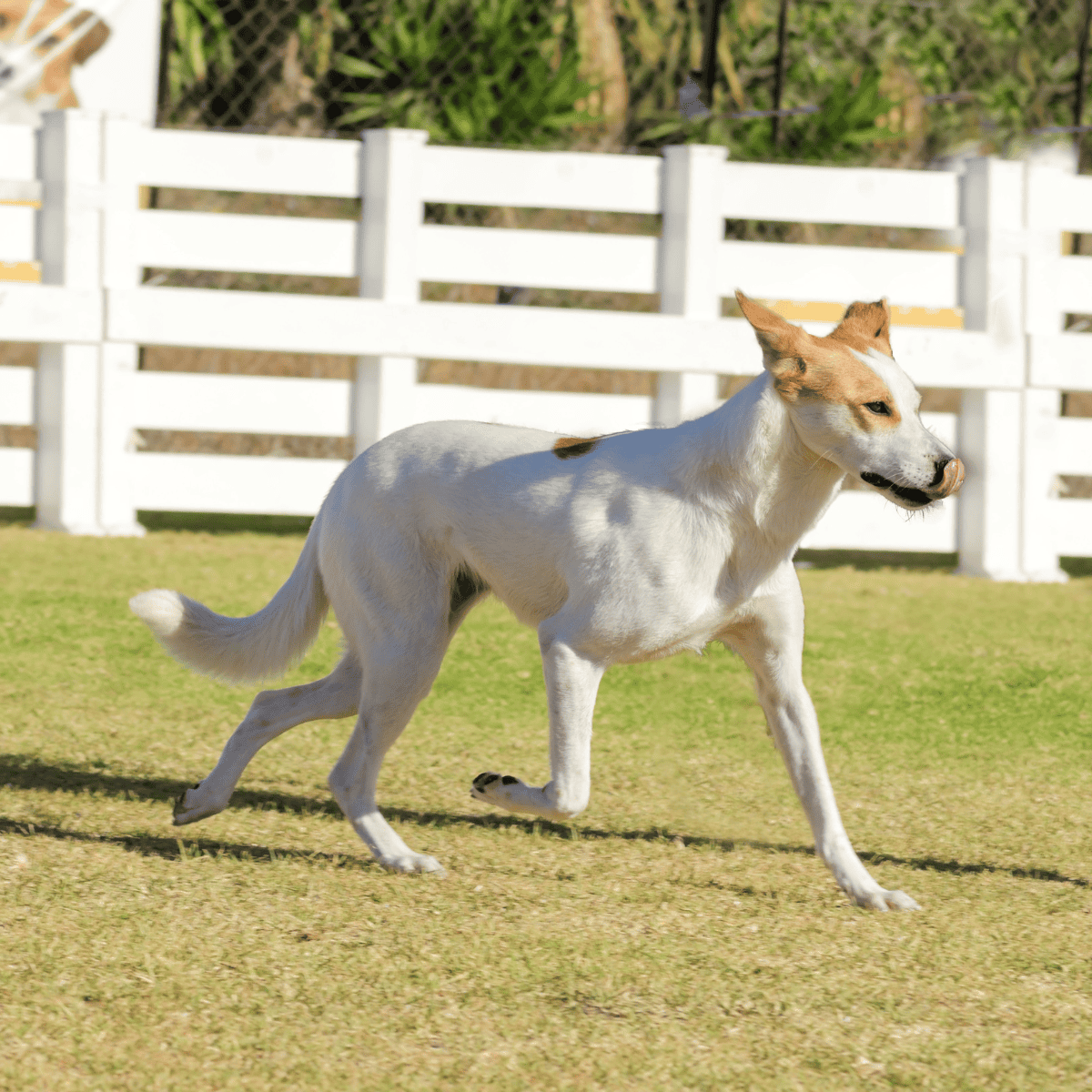Young dog running on green grass in yard with white fence.