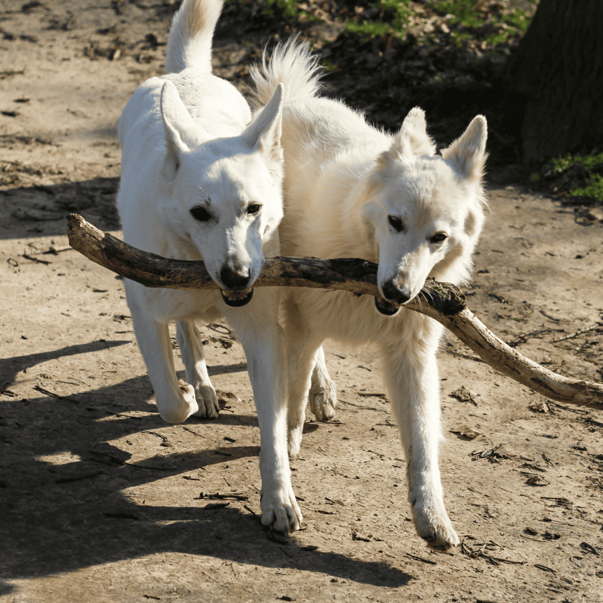 Canaan Dog Male Vs Female