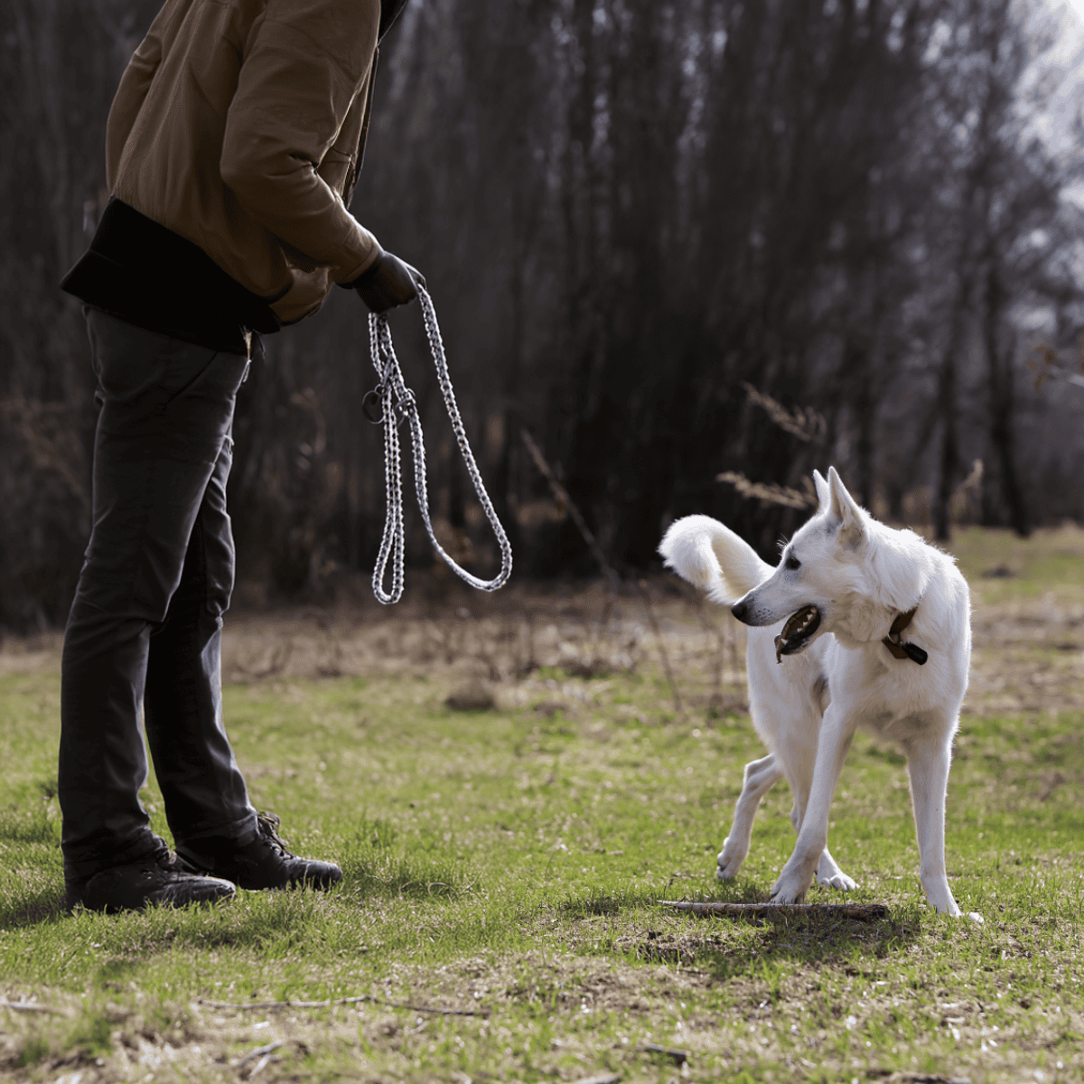 Dog training, leash, outdoor activity, dog obedience, training session.