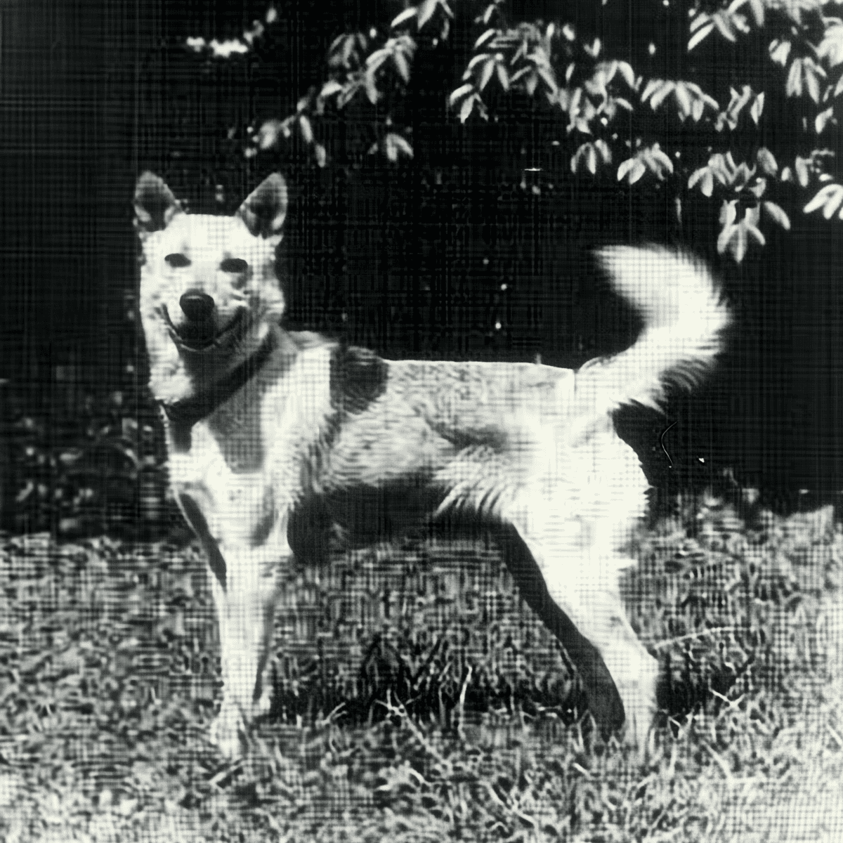 Canaan Dogs Have a Long History