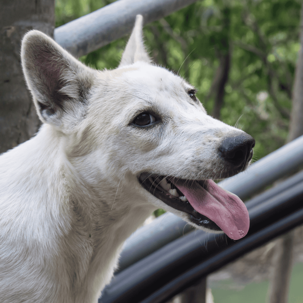 Canaan Dogs are Vocal Communicators
