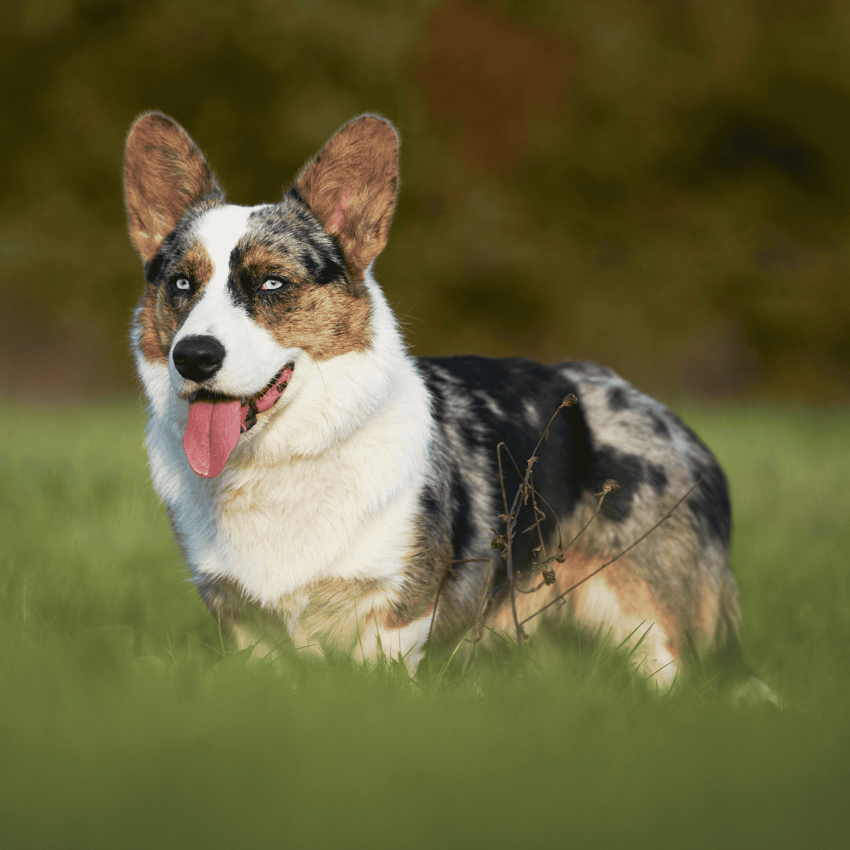 Cardigan Welsh Corgi overview