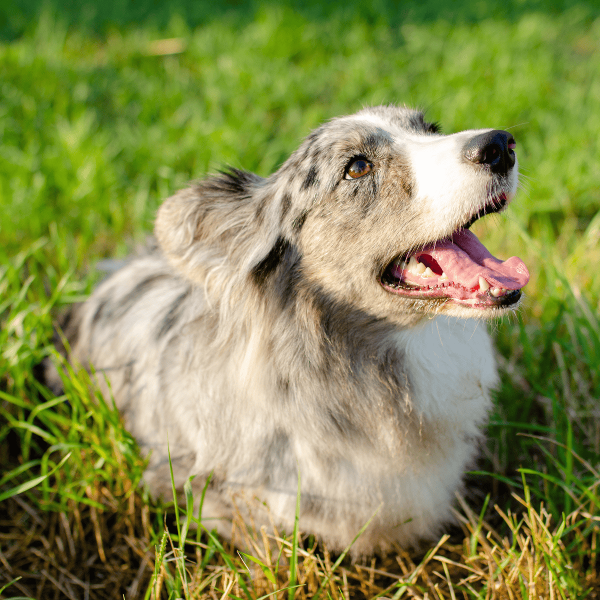 Cardigan Welsh Corgi photo 1