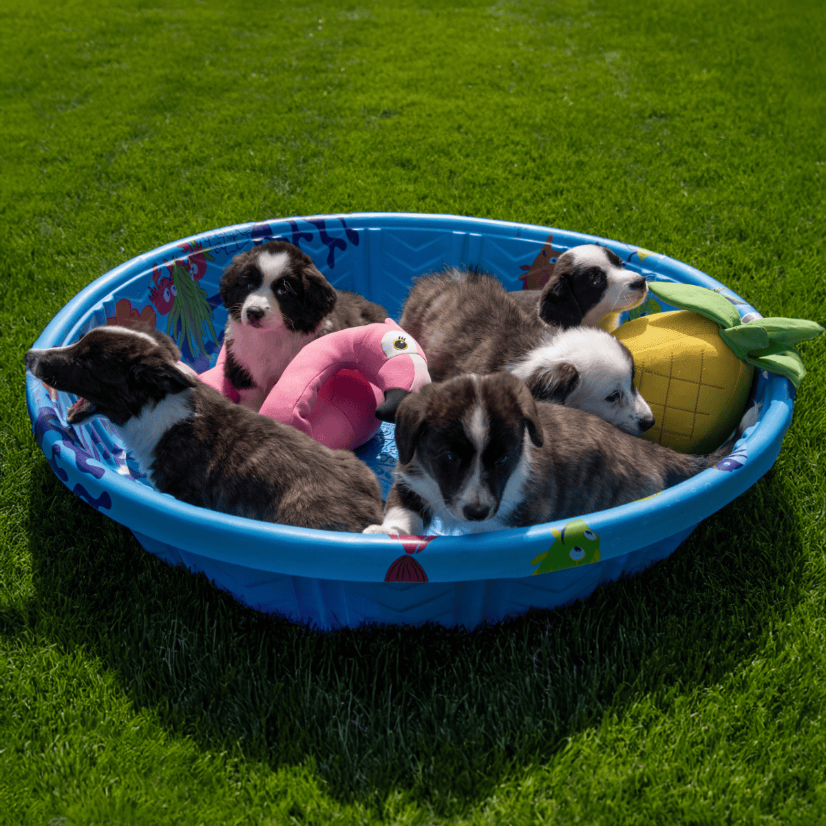 Adorable puppies in a colorful kiddie pool with inflatable toys, enjoying outdoor playtime on lush green grass.