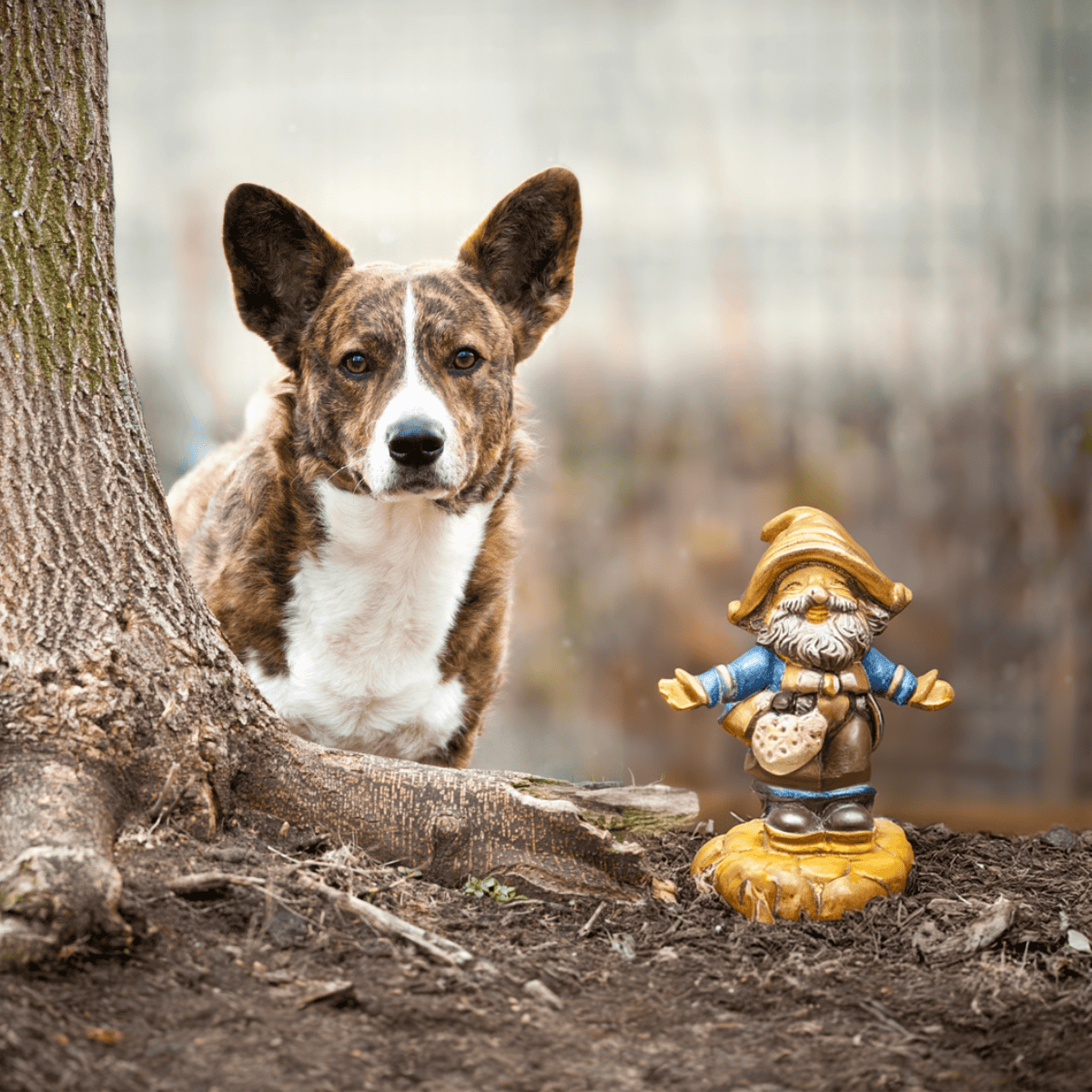 Cardigan Welsh Corgi Their Name Means “Dwarf Dog”
