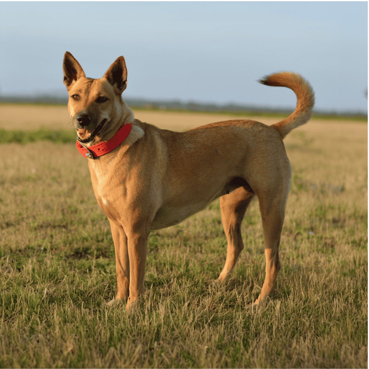 Carolina Dog overview