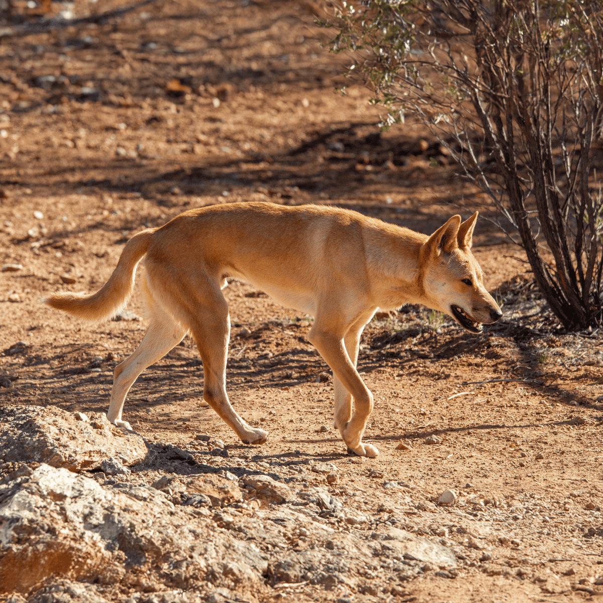 Carolina Dog characteristics