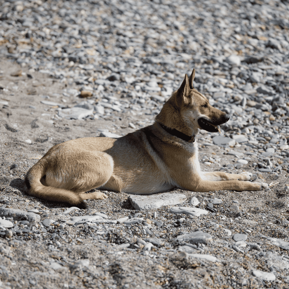 A relaxed dog resting on a rocky beach, enjoying the outdoors in a natural seaside setting. Perfect for pet outdoor lifestyle content.