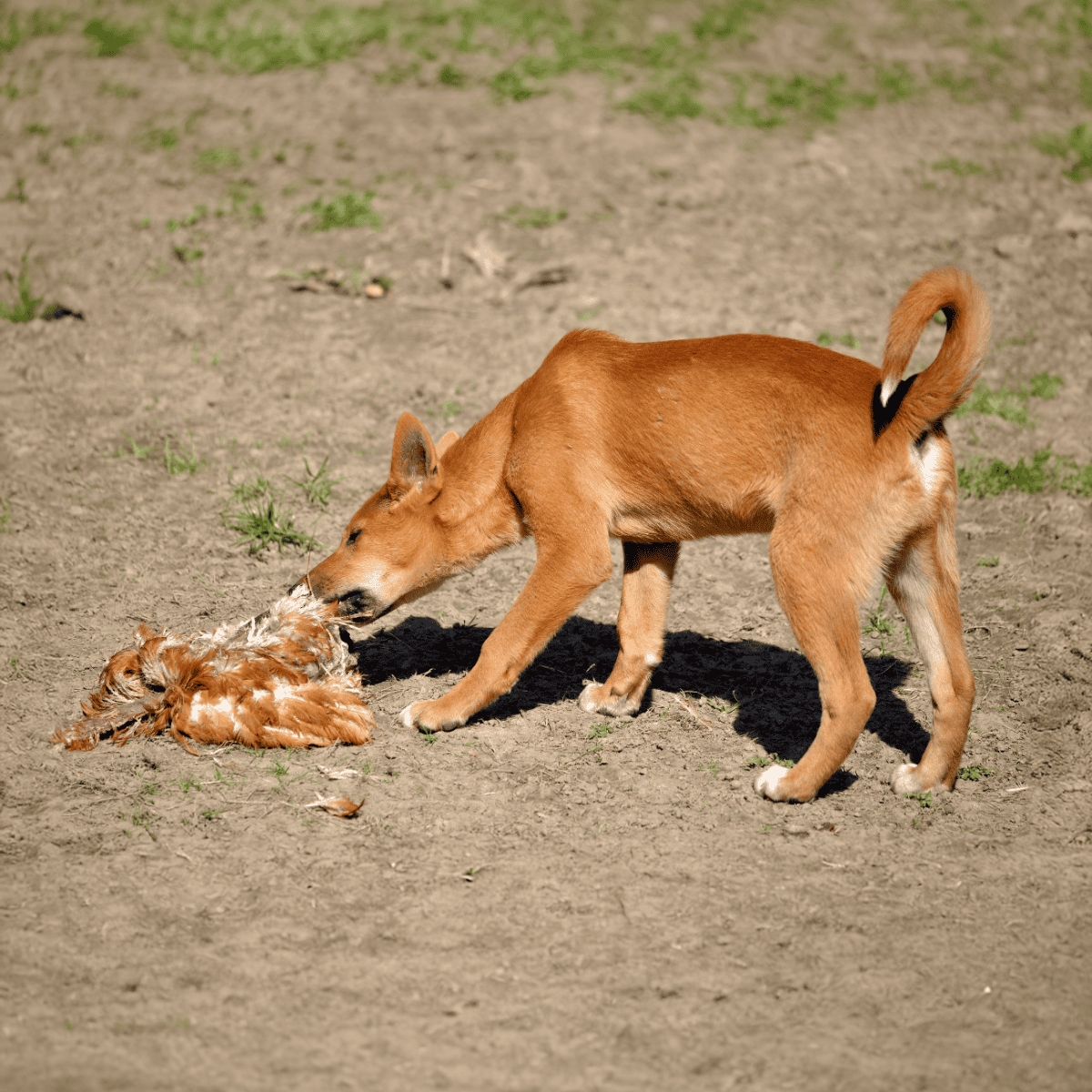 Carolina Dog Food & Diet Requirements