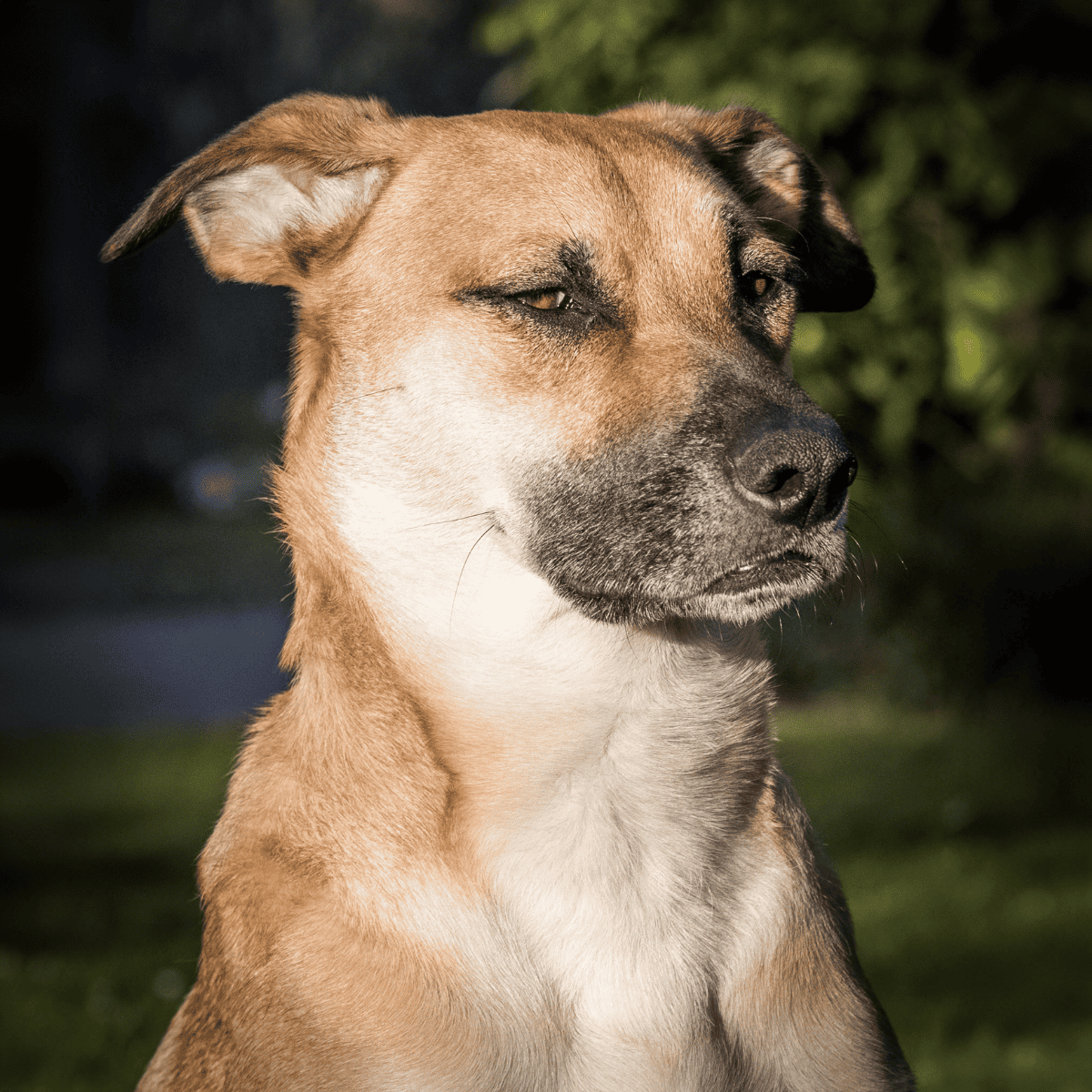 Carolina Dog photo 2