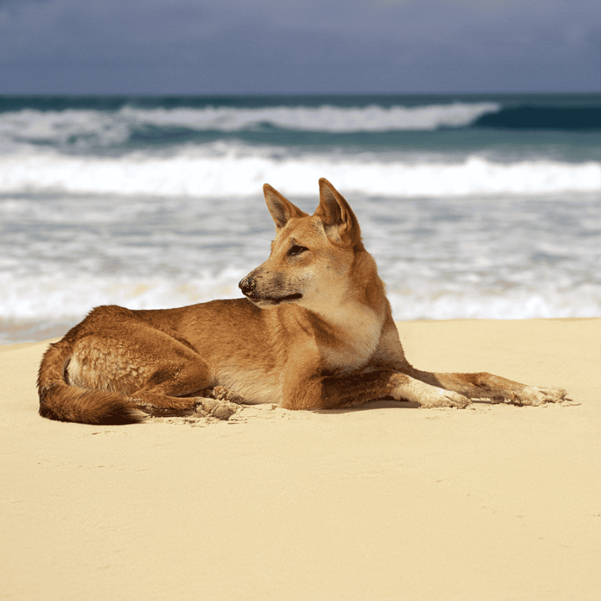 Carolina Dog photo 1
