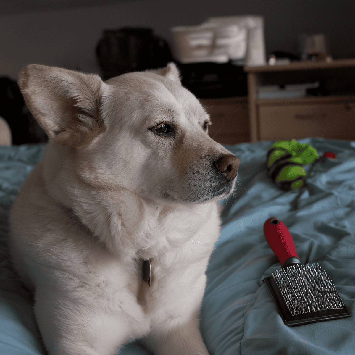 Close-up of a relaxed dog sitting on a bed with grooming tools, including a slicker brush and a nail grinder, in a cozy home setting.