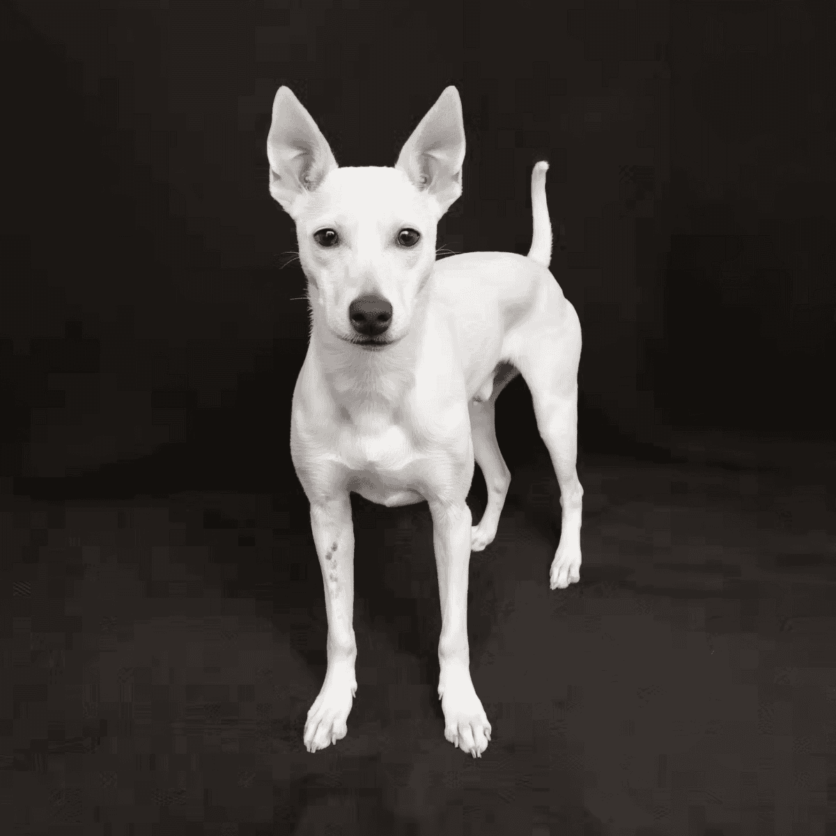 Cute white Whippet dog ready for play, pet care, and training at Dogfix.com.