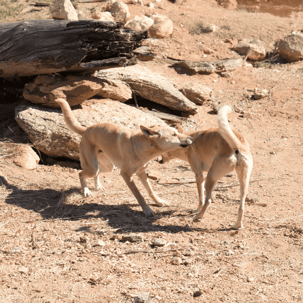 Two light-colored dogs playing in an arid, rocky desert landscape.