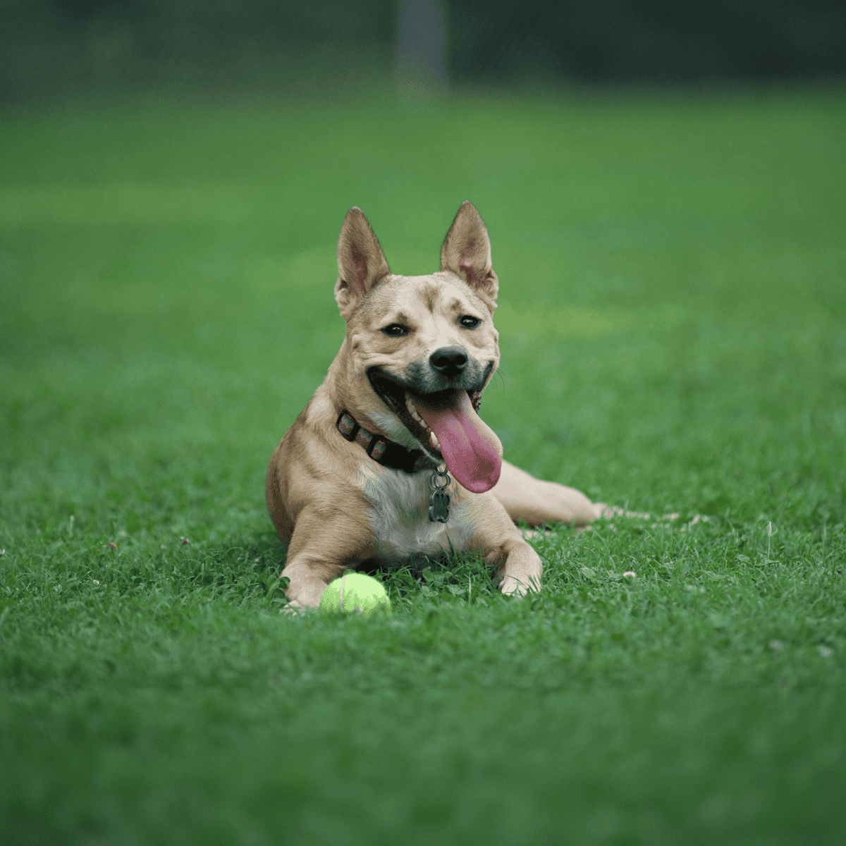 Friendly, happy dog lying on lush green grass with tennis ball, enjoying outdoor playtime.