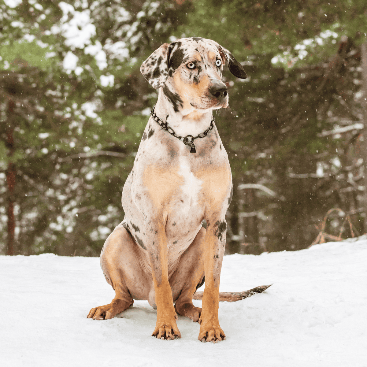 Catahoula Leopard Dog overview