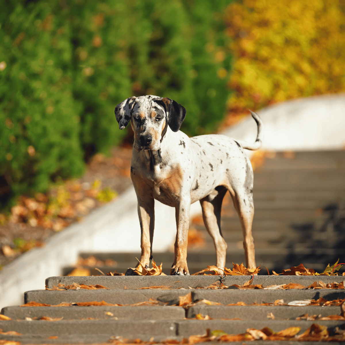 Catahoula Leopard Dog characteristics