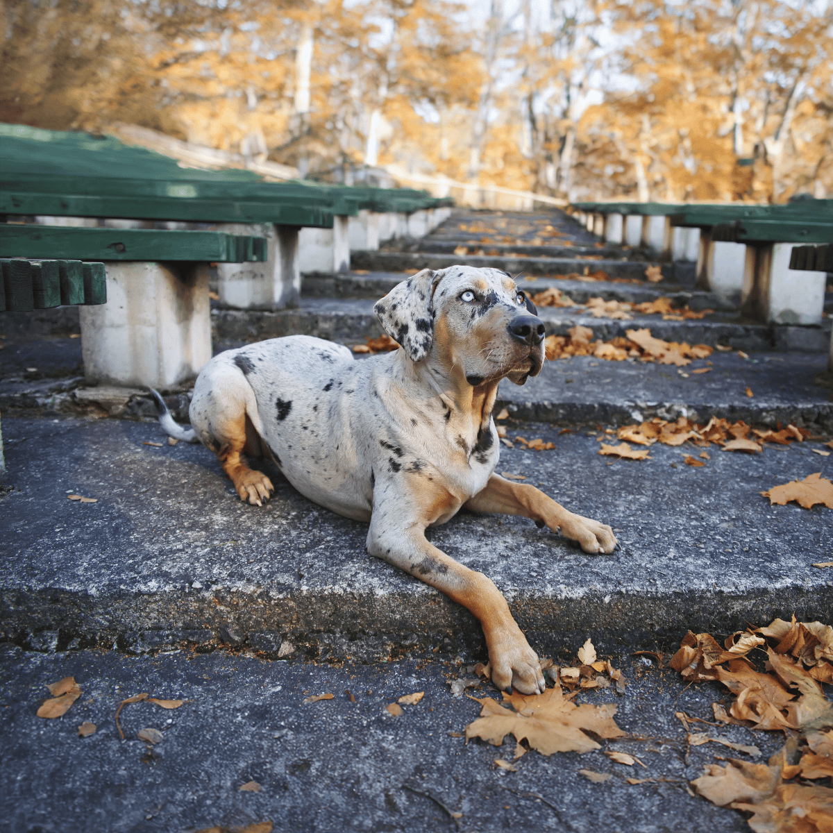 Adorable dog resting outdoors on autumn leaves, scenic park background.