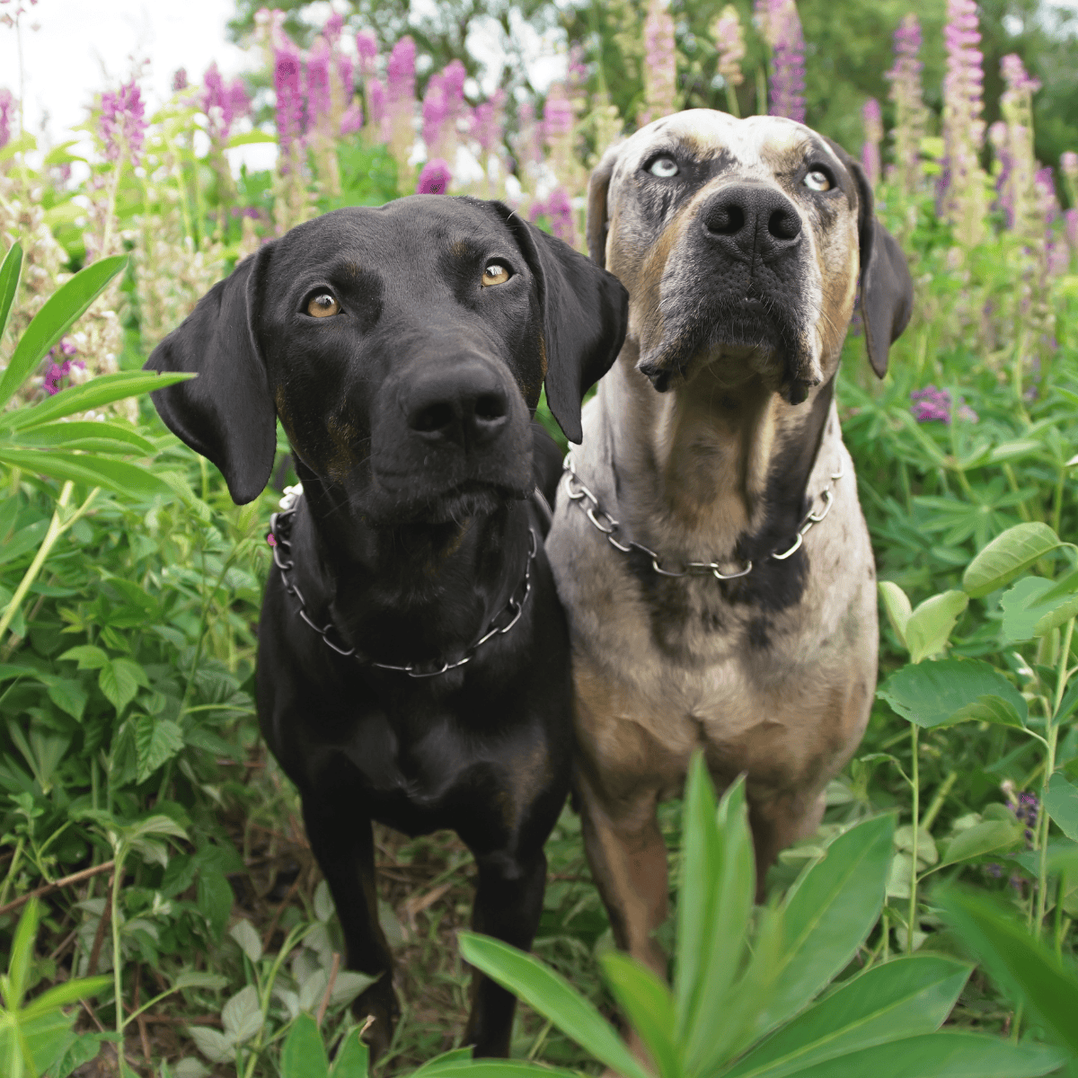 Adorable black and brindle dogs enjoying a sunny day among colorful blooms and lush green foliage.