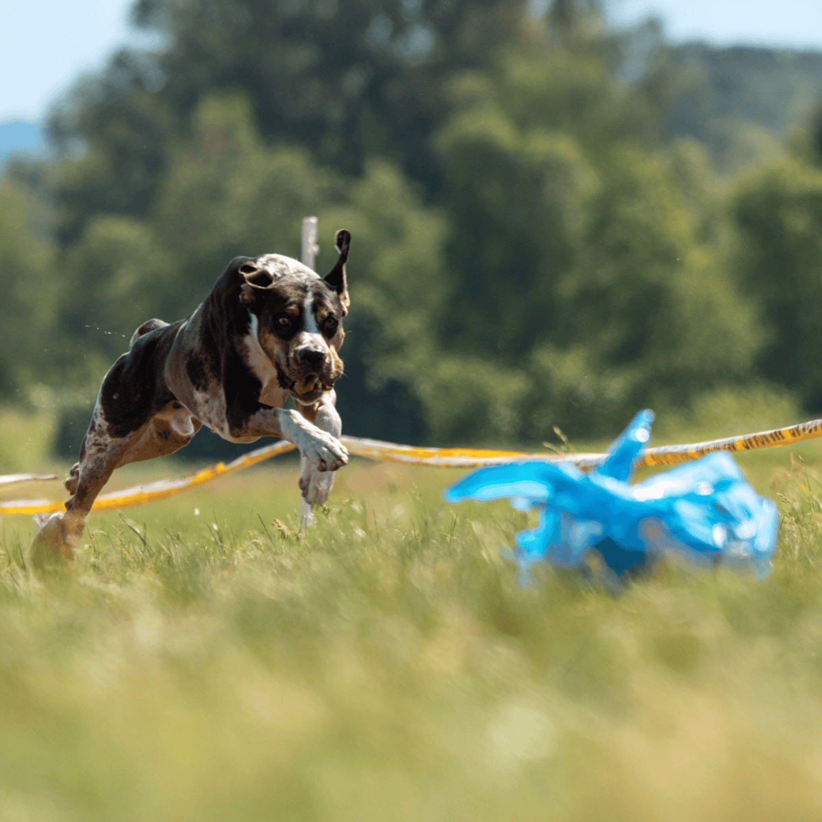 Playful dog chasing a blue toy during outdoor adventure, highlighting active pet lifestyle.