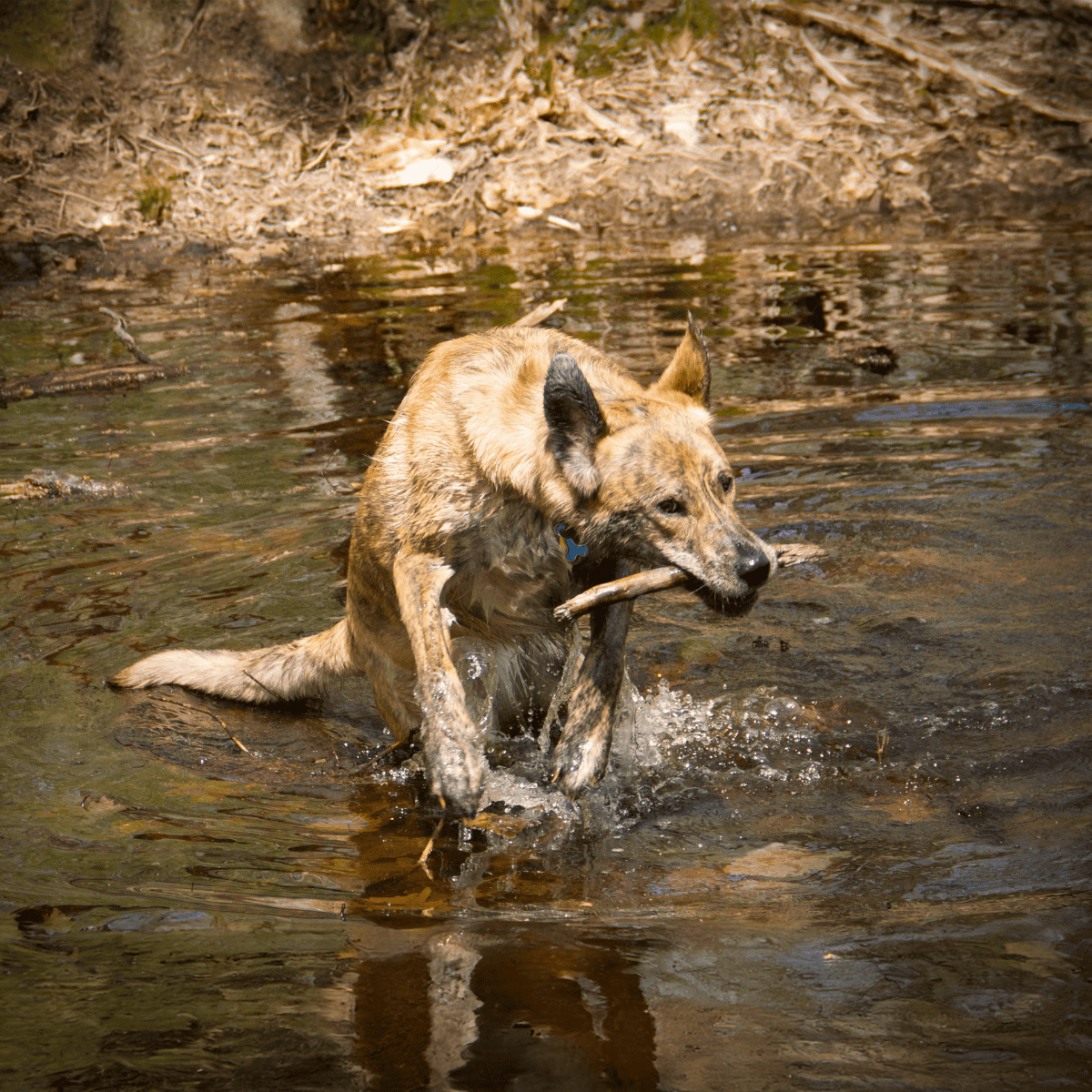 Dog swimming in water with stick, outdoors, enjoying nature.