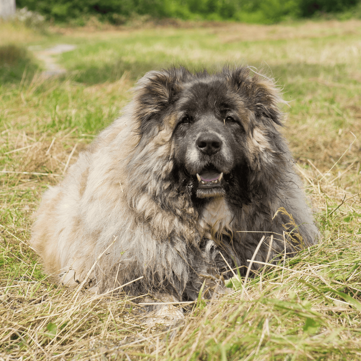 Caucasian Shepherd Dog overview