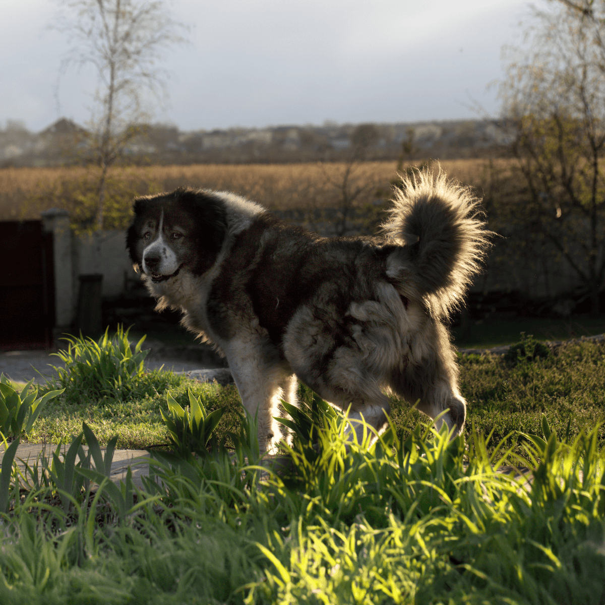 Caucasian Shepherd Dog characteristics