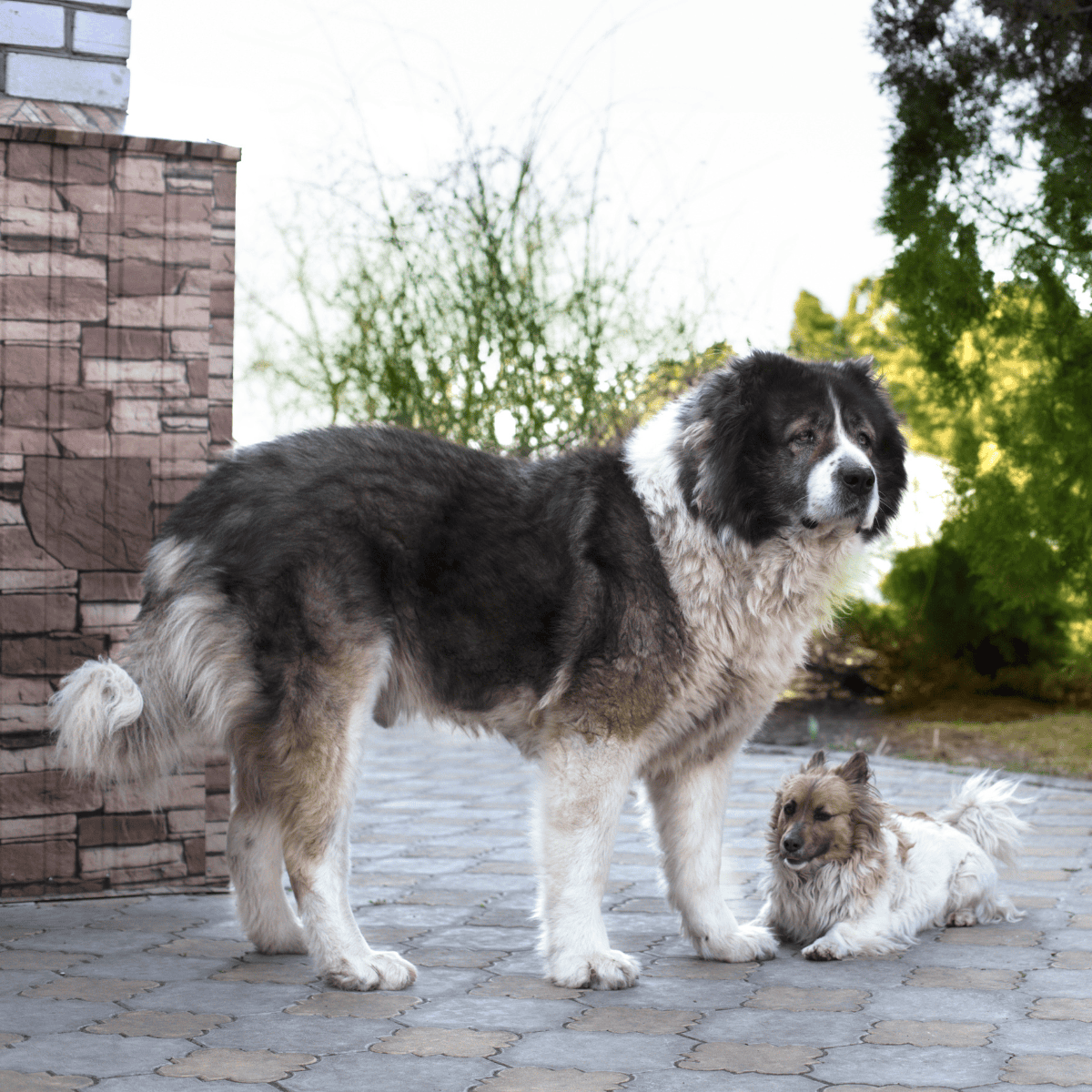 Caucasian Shepherd Dog Does This Breed Get Along With Other Pets