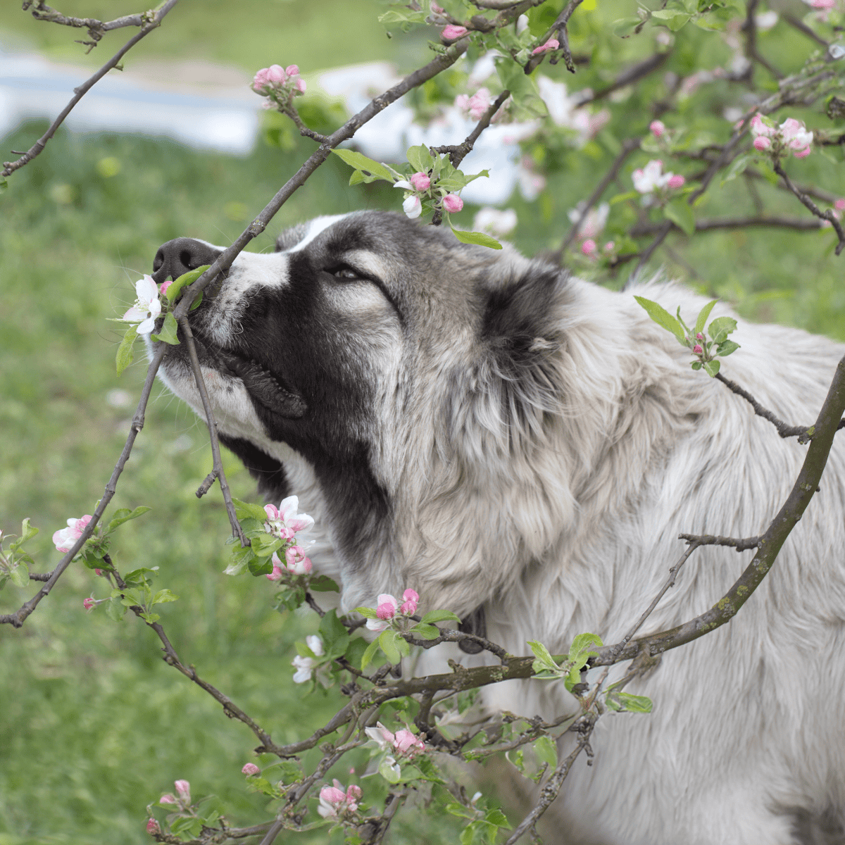 Caucasian Shepherd Dog photo 1
