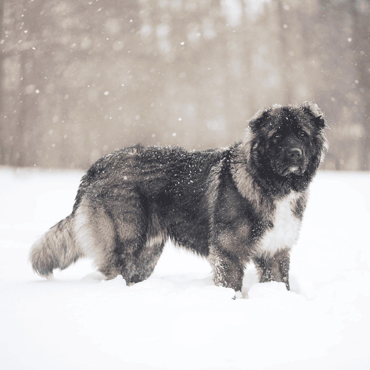 Caucasian Shepherd Dog Grooming