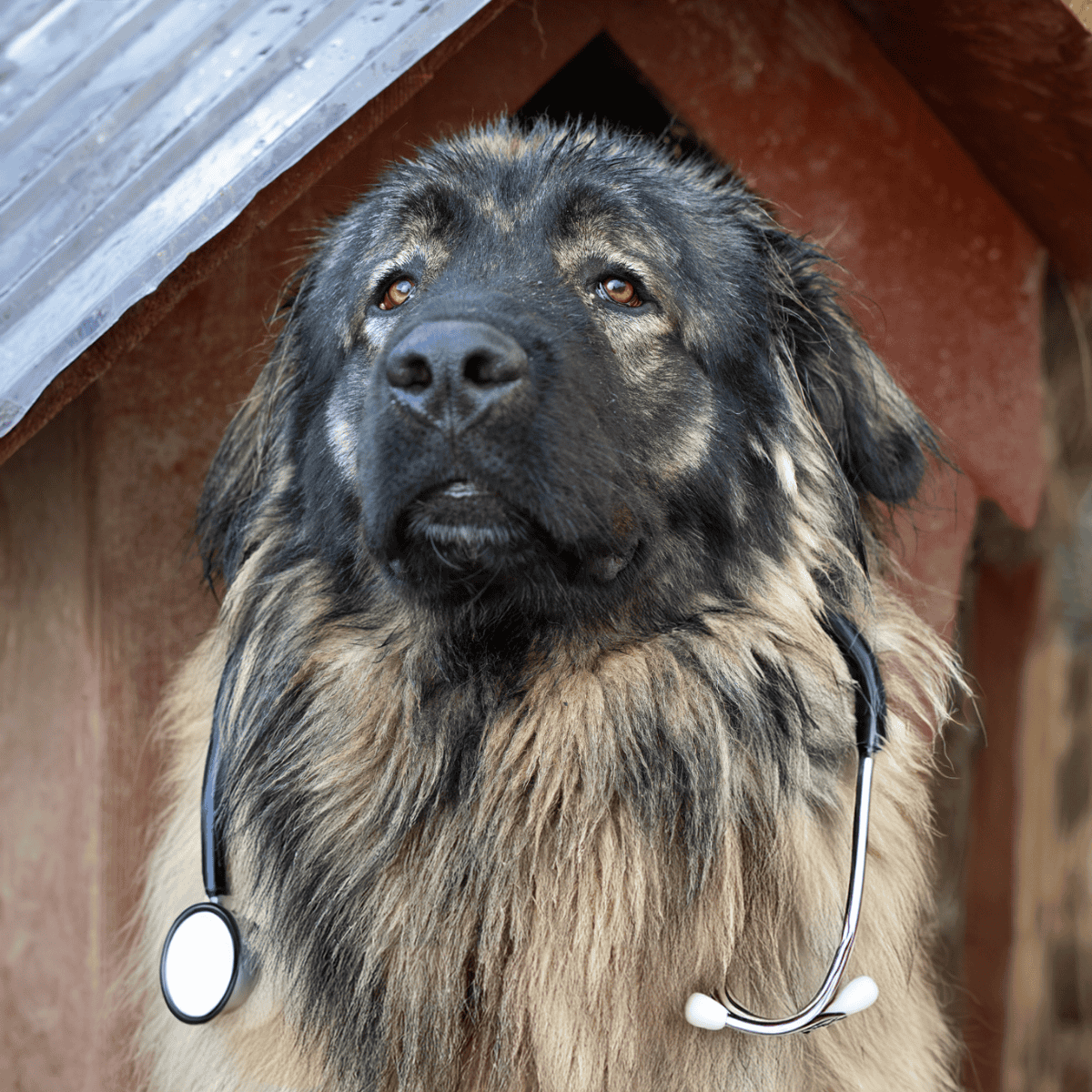 Caucasian Shepherd Dog health