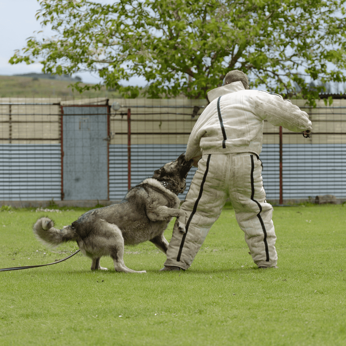Dog training, protection dog, police dog, security training, canine training, obedience, aggression control, dog handling.