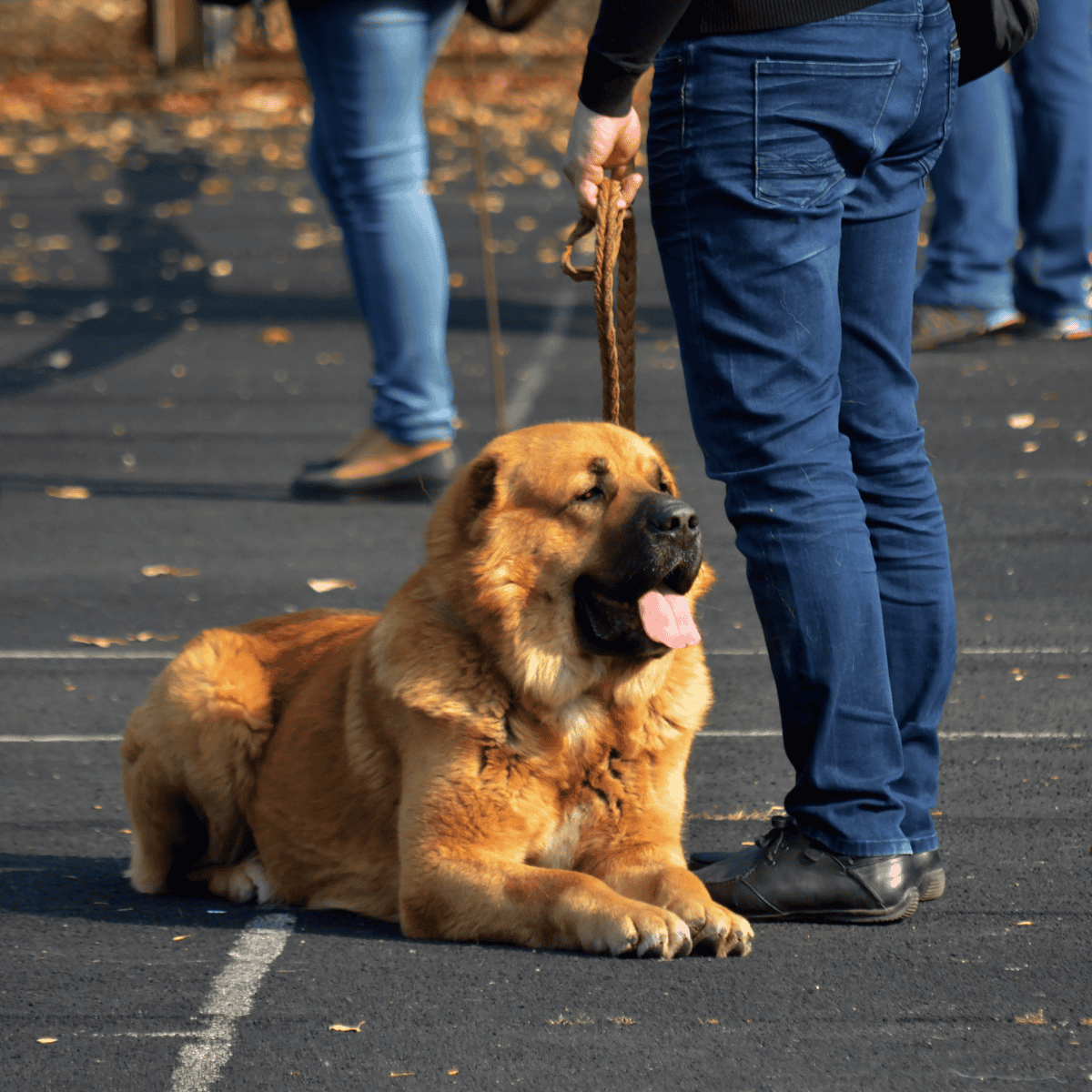 Caucasian Shepherd Dogs Make Great Therapy Dogs