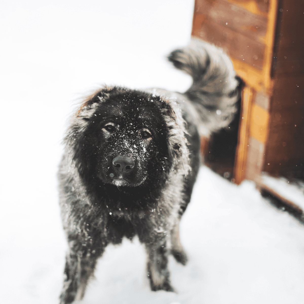 Caucasian Shepherd Dogs are excellent guard dogs