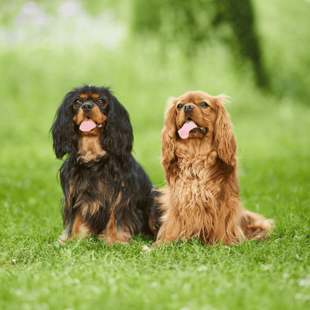 Cavalier King Charles Spaniel overview