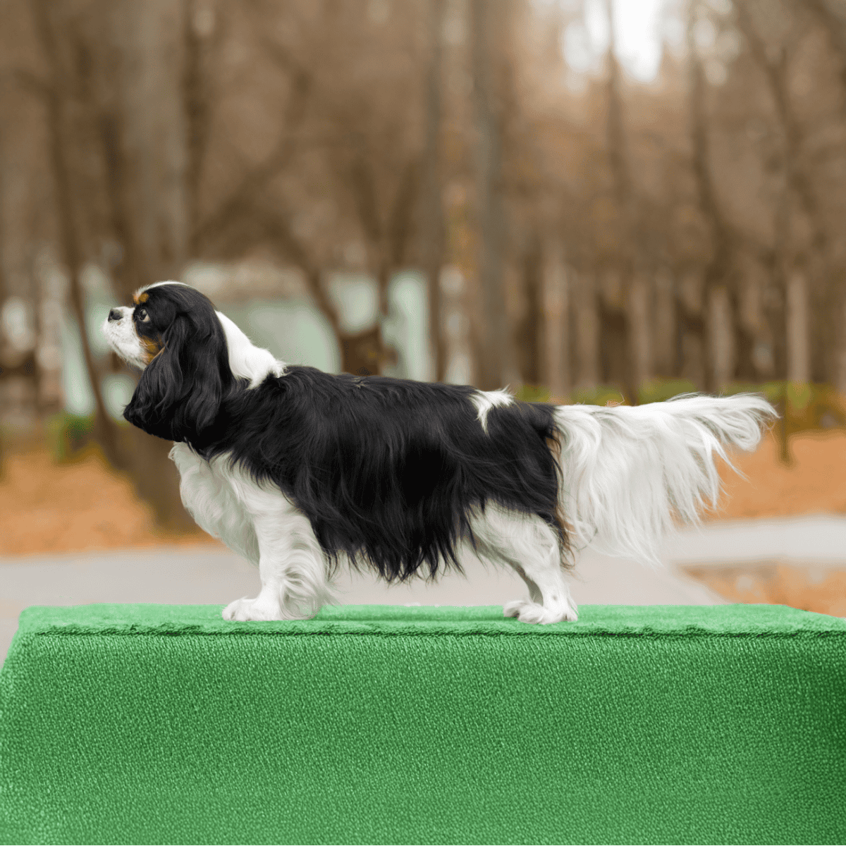 Cavalier King Charles Spaniel characteristics