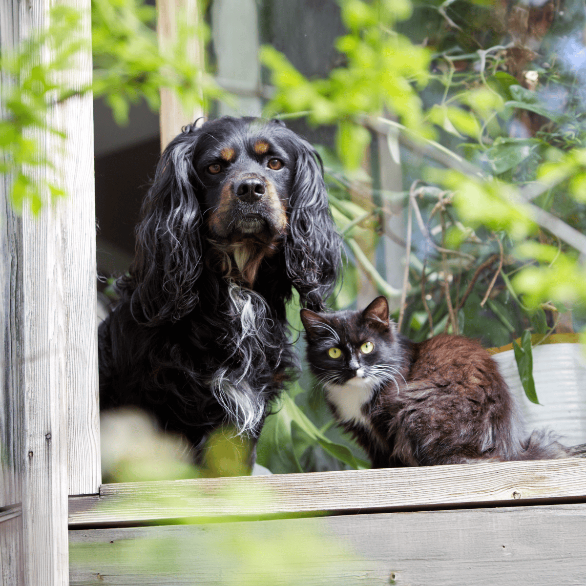 Adorable dog and cat sitting side by side, highlighting pet friendship and outdoor living.