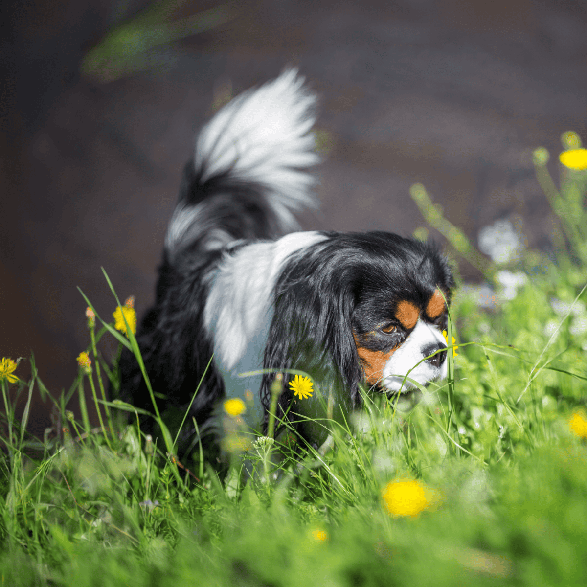Cavalier King Charles Spaniel photo 3