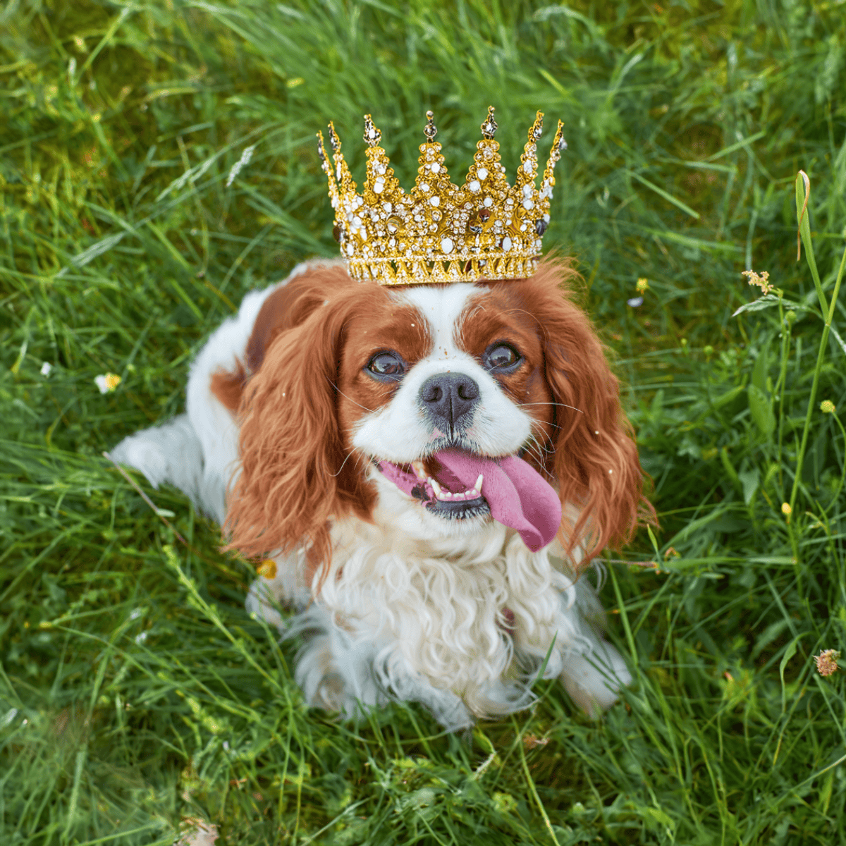 Adorable dog with a sparkling gold crown, sitting on lush green grass, looking regal and happy.
