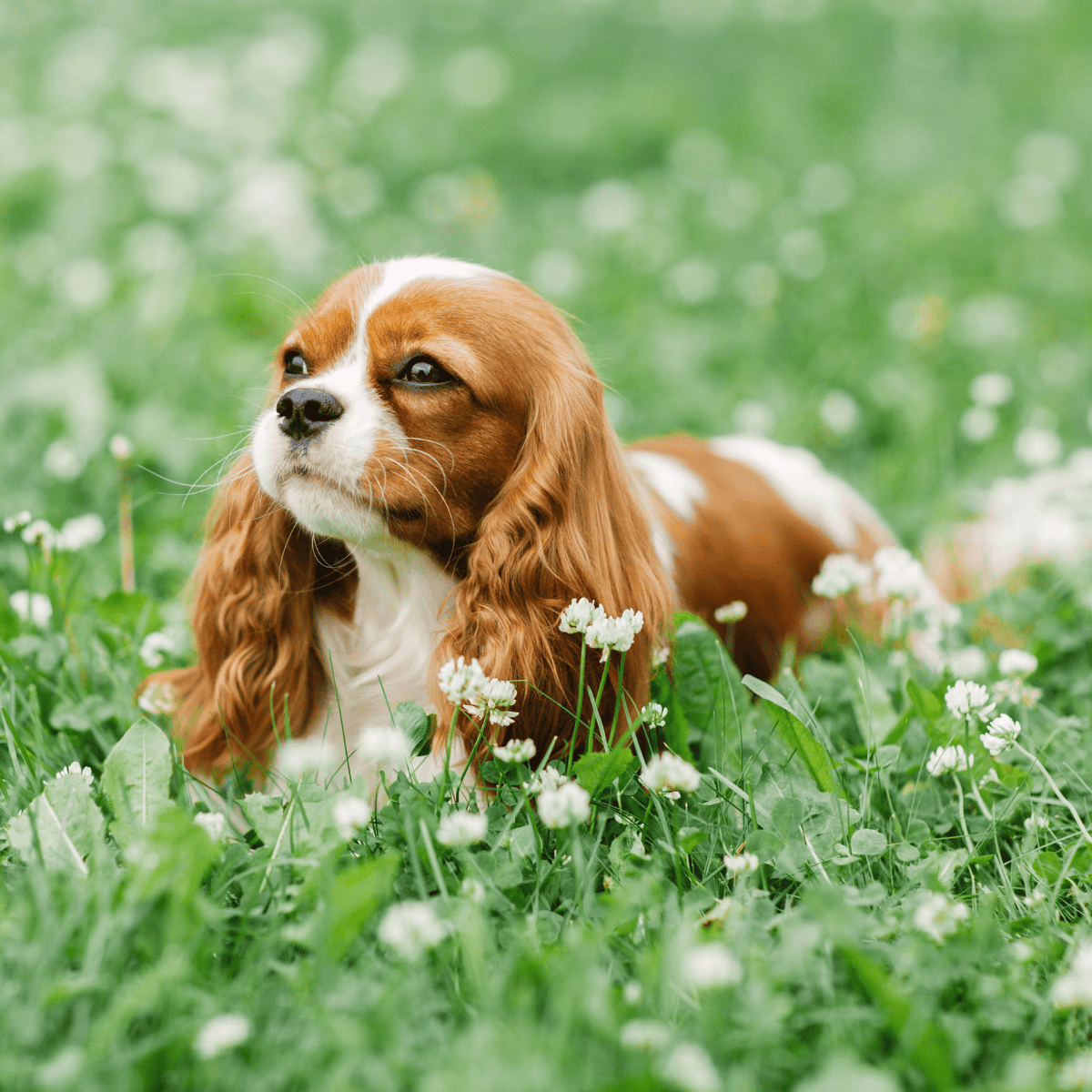 Cavalier puppy resting outdoors in a field of white flowers, showcasing a friendly dog.