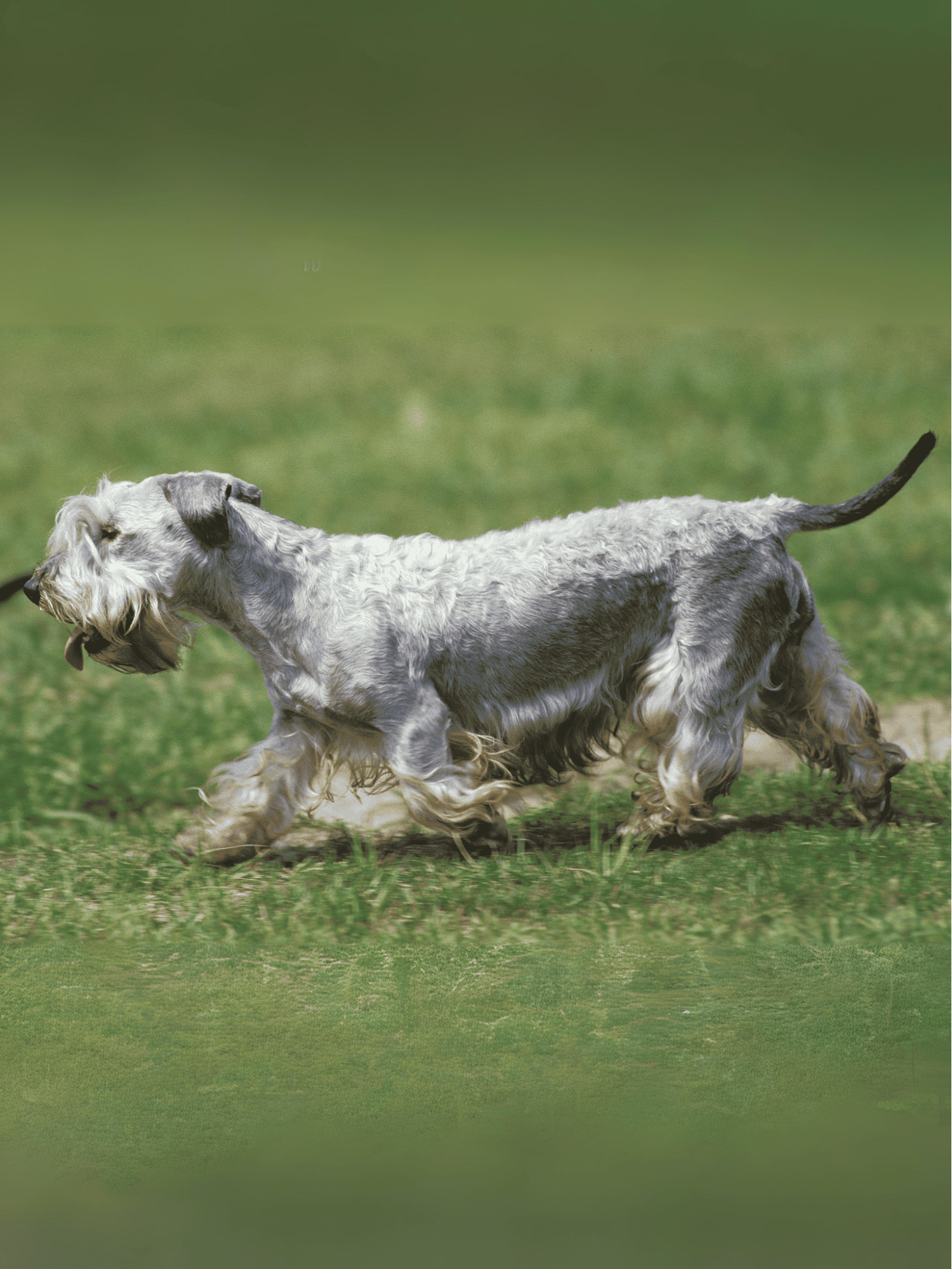 Cesky Terrier overview