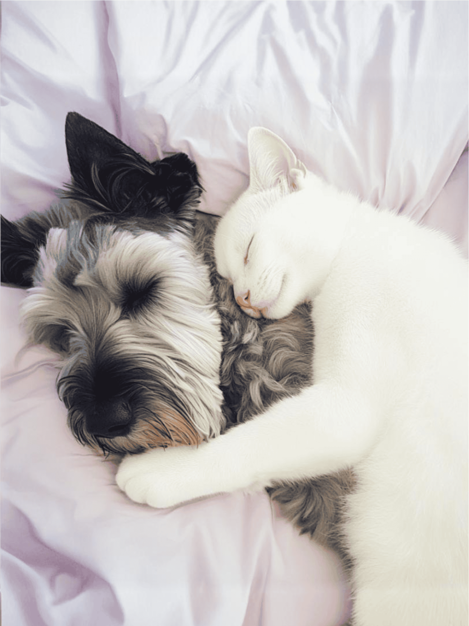 Adorable dog and cat cuddling and sleeping together on a soft pink blanket. Perfect for pet lovers and animal care enthusiasts.