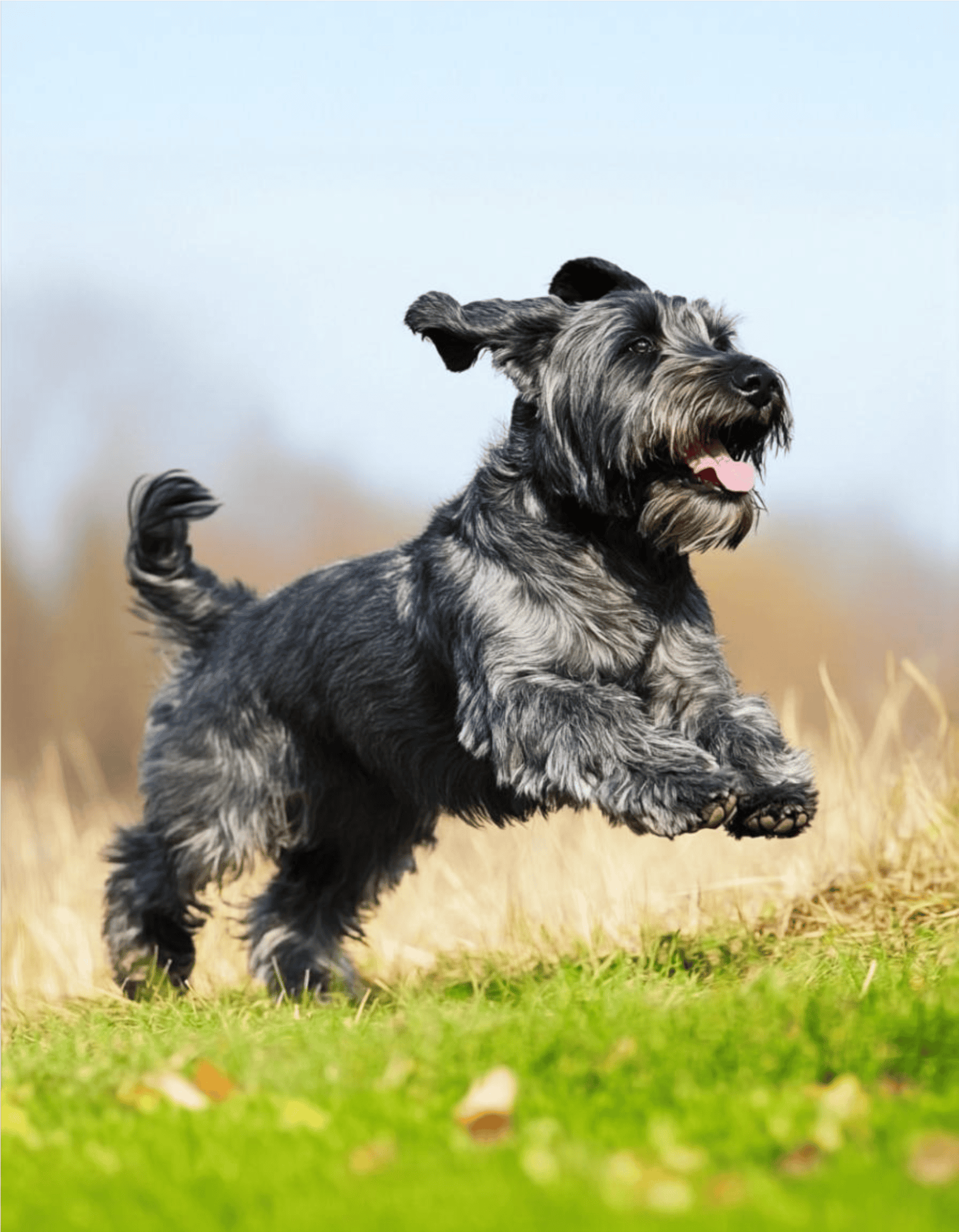 Playful dog running on grass with a bright sky background.