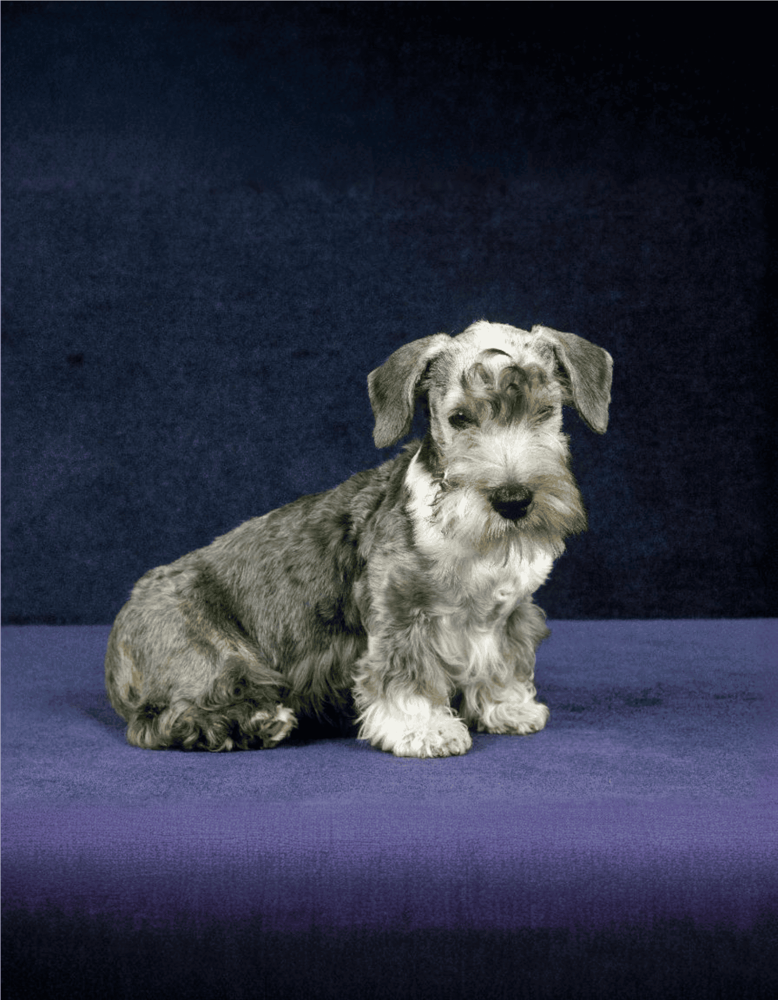 Cesky Terrier photo 1