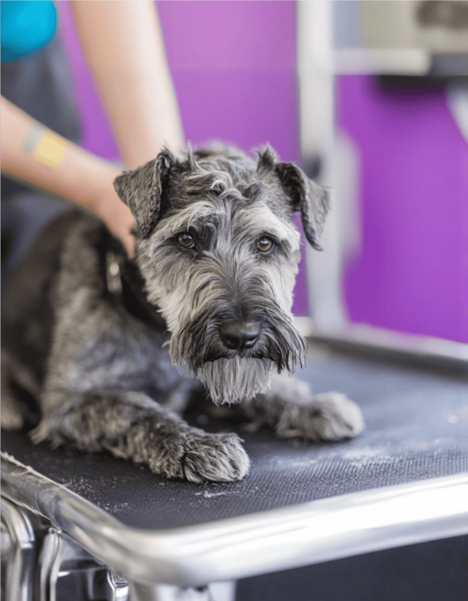 Schnauzer dog getting groomed at pet grooming salon.