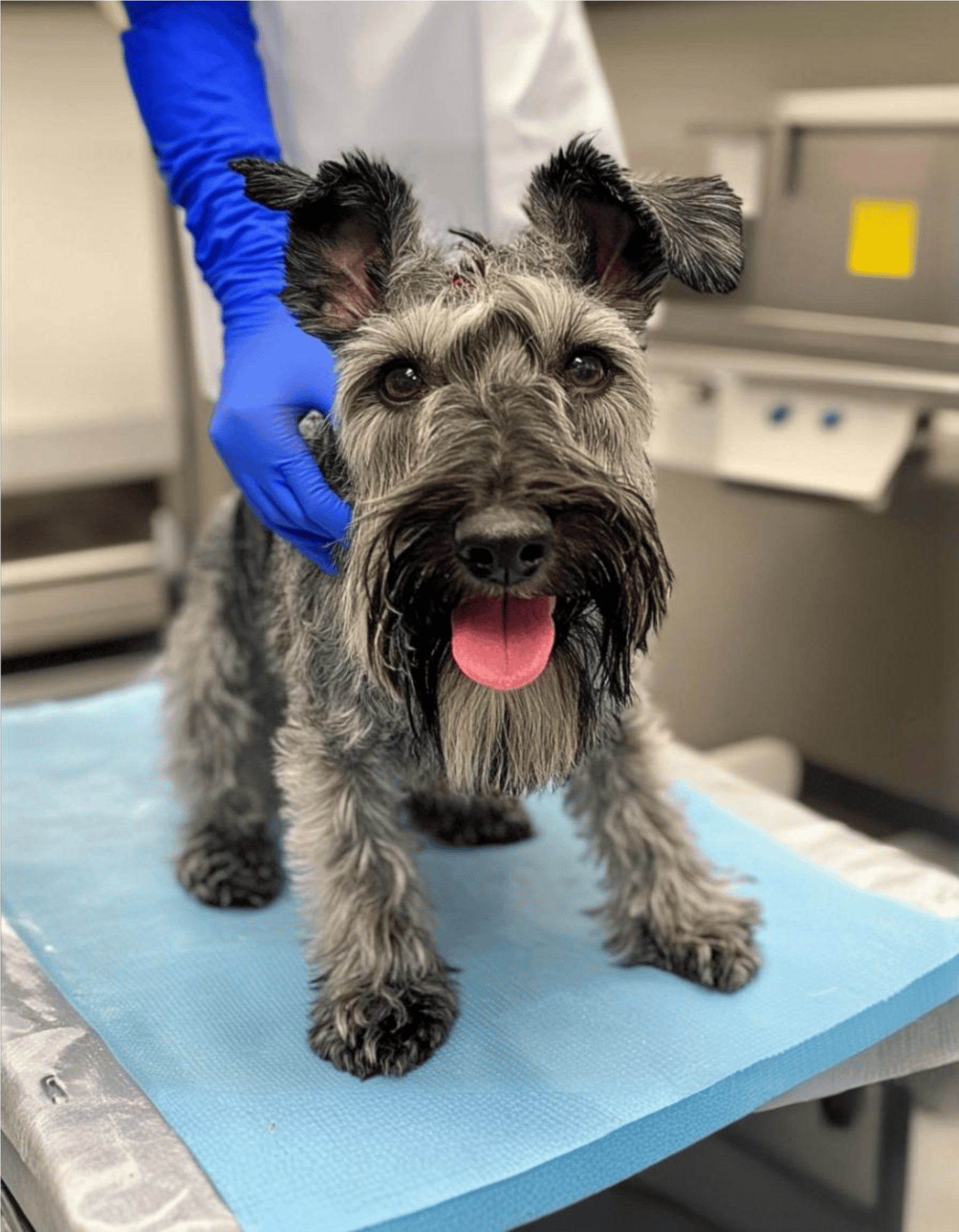 Cesky Terrier health