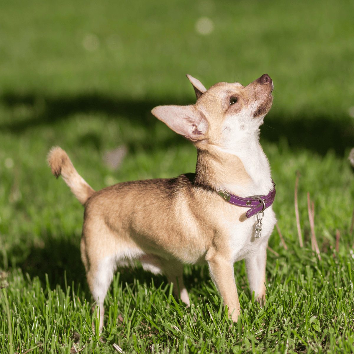 Chihuahua characteristics