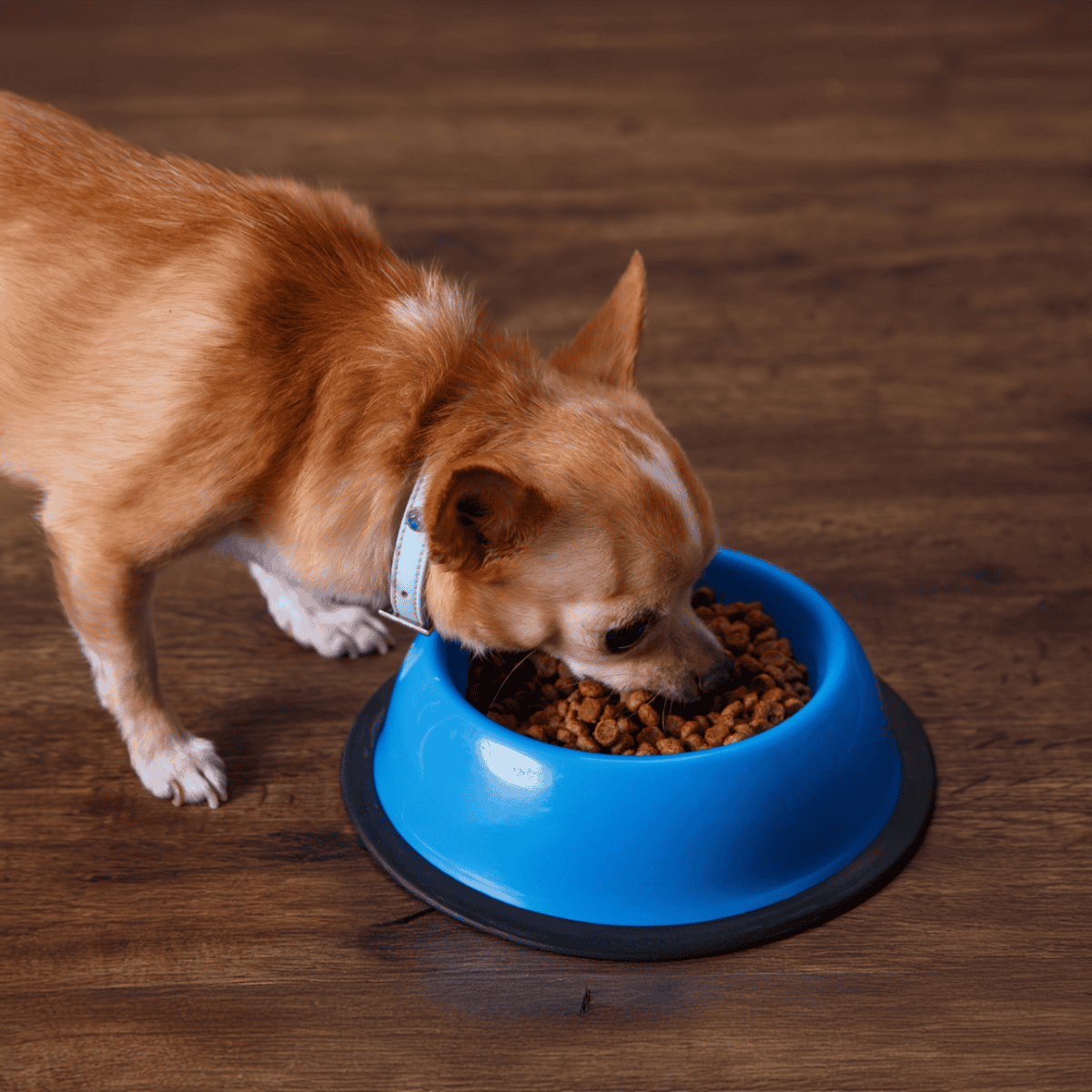 Dog eating dry kibble from a blue pet food bowl on hardwood floor.